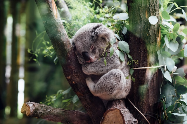 Building a Robust Movie Recommender Using KoalaTs and MongoDB - Part 1 🐨 🎬